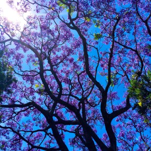 Marrickville Jacaranda 