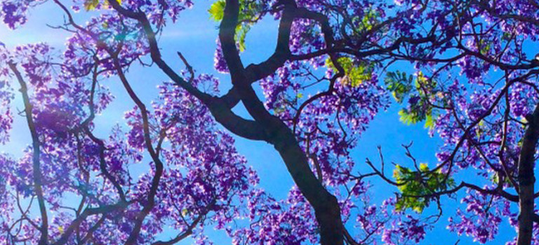 Lessons from my kids #1: Jacarandas are enough